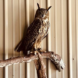 Eurasian Eagle Owl