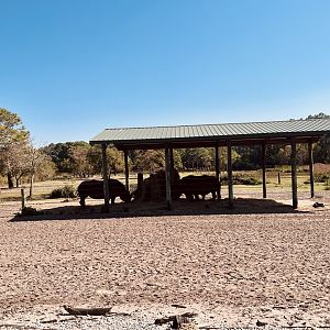 White Rhinoceros Exhibit