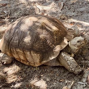 African Spurred Tortoise