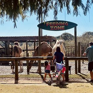 Dromedary Feeding Station