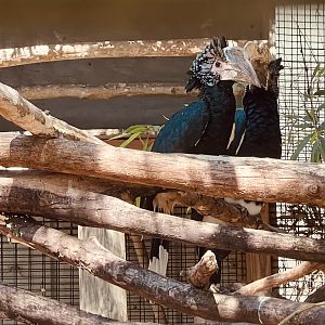 Silvery-cheeked Hornbills