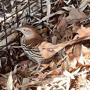 Brown Thrasher