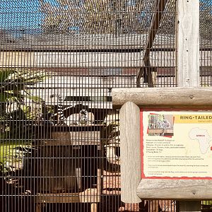 Ring-Tailed Lemur Exhibit