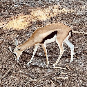 Thomson’s Gazelle