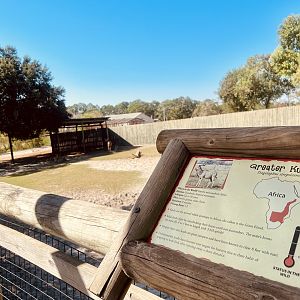 Greater Kudu Exhibit