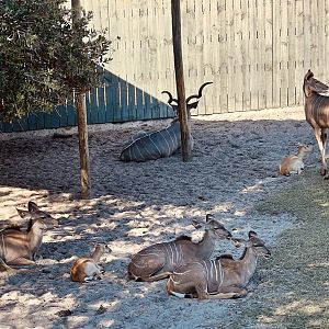 Greater Kudu (and two Blackbuck)