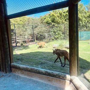 Maned Wolves