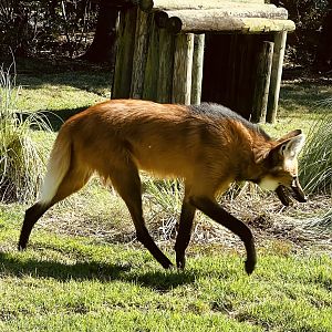 Maned Wolf