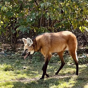 Maned Wolf