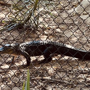 American Alligator