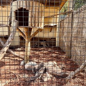 Clouded Leopard Exhibit