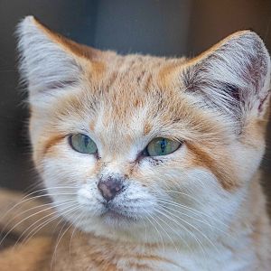 sand cat (Felis margarita)