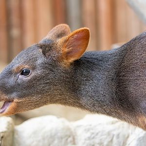 southern pudu (Pudu puda）