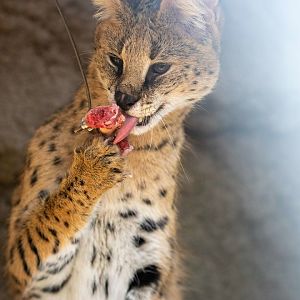 serval (Leptailurus serval)