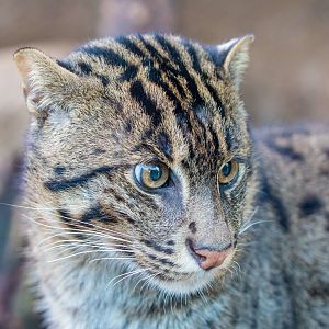 fishing cat (Prionailurus viverrinus)