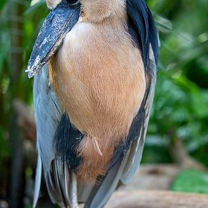 boat-billed heron (Cochlearius cochlearius)