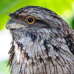 tawny frogmouth (Podargus strigoides)