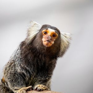 common marmoset (Callithrix jacchus)