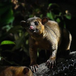 Kinkajou- Fishing cat trail
