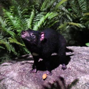 Tasmanian devil- Wallaby trail