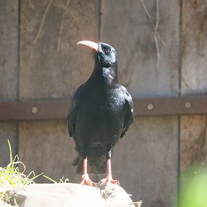 Red-billed chough (Pyrrhocorax pyrrhocorax), 2022-05-28