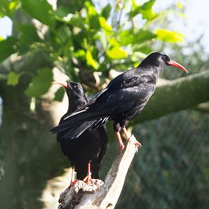 Red-billed choughs (Pyrrhocorax pyrrhocorax), 2022-05-28