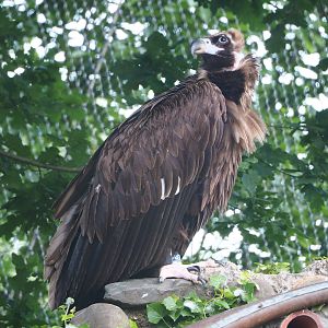Cinereous vulture (Aegypius monachus), 2022-05-28