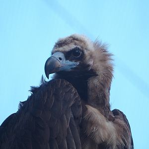 Cinereous vulture (Aegypius monachus), 2022-05-28