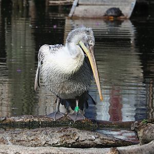 Dalmatian pelican (Pelecanus crispus), 2022-05-28