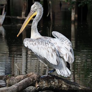 Dalmatian pelican (Pelecanus crispus), 2022-05-28