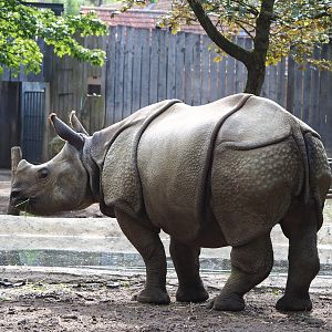 Young Indian rhinoceros (Rhinoceros unicornis) Vaiana, 2022-05-28