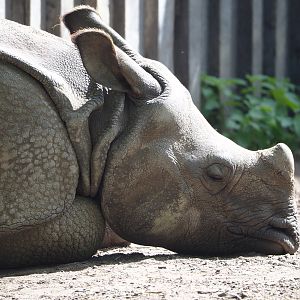 Young Indian rhinoceros (Rhinoceros unicornis) Vaiana, 2022-05-28
