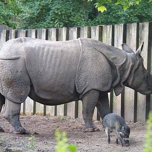 Indian rhinoceros (Rhinoceros unicornis) Gujarat and Negros Visayan warty pig (Sus cebifrons negrinus) Vlad, 2022-05-28