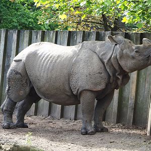 Indian rhinoceros (Rhinoceros unicornis) Gujarat, 2022-05-28