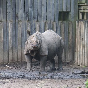 Indian rhinoceros (Rhinoceros unicornis) Gujarat, 2022-05-28