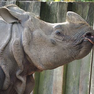 Indian rhinoceros (Rhinoceros unicornis) Gujarat, 2022-05-28