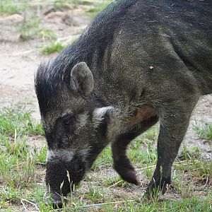 Negros Visayan warty pig (Sus cebifrons negrinus) Vlad, 2022-05-28