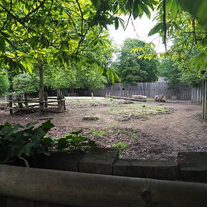 Paddock for Indian rhinoceros bull Gujarat and Negros Visayan warty pig Vlad, 2022-05-28