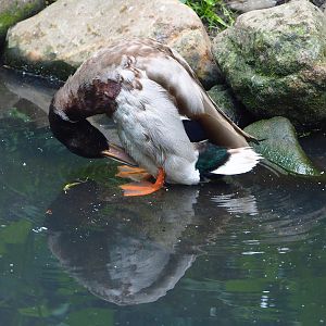 Mallard drake (Anas platyrhynchos), 2022-05-28