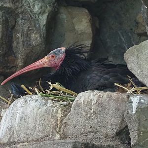 Waldrapp (Geronticus eremita), 2022-05-28
