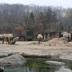 African Elephants