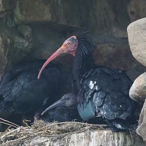 Waldrapp (Geronticus eremita) with chick on nest, 2022-05-28