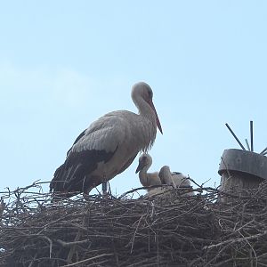 European white stork (Ciconia ciconia ciconia) with chick on nest, 2022-05-28