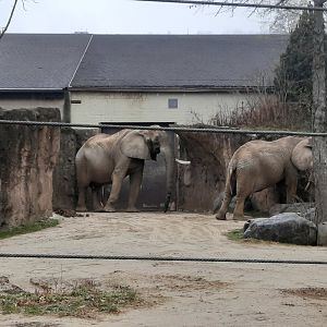 Willy Checking Out the Ladies