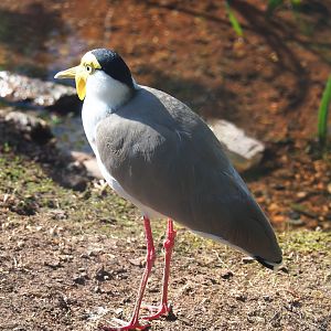 Masked lapwing (Vanellus miles), 2022-05-28