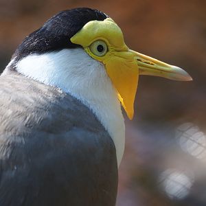Masked lapwing (Vanellus miles), 2022-05-28