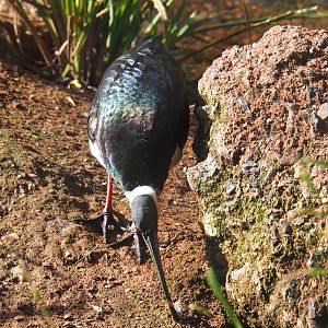 Straw-necked ibis (Threskiornis spinicollis), 2022-05-28