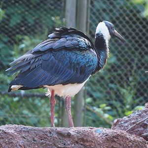Straw-necked ibis (Threskiornis spinicollis), 2022-05-28