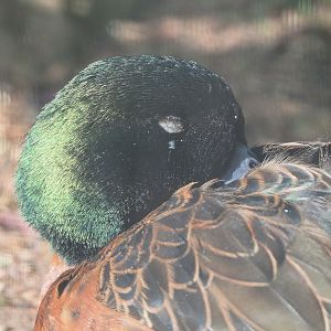 Chestnut teal (Anas castanea) drake, 2022-05-28