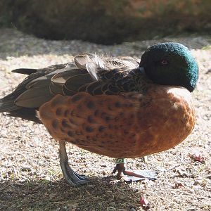 Chestnut teal (Anas castanea) drake, 2022-05-28